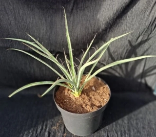 Yucca filifera 45cm