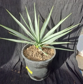 Yucca rigida 25cm