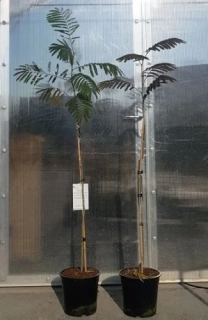 Albizia julibrissin "Evi´s pride" 240cm