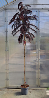 Albizia julibrissin "Summer chocolate" 200cm