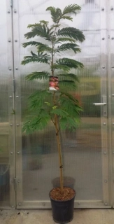 Albizia julibrissin "Tropical Dream" 170cm