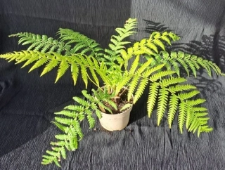 Dicksonia antarctica 35cm