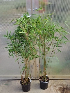Fargesia scabrida "Asian Wonder" 150cm