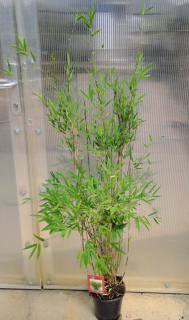 Fargesia "Deep Purple" 120cm