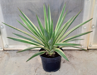 Yucca gloriosa variegata 50cm