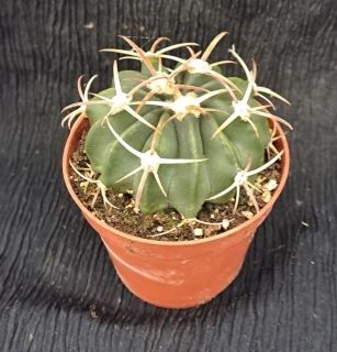 Echinocactus texensis 30cm