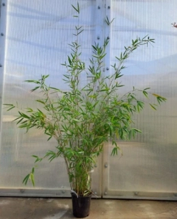 Fargesia "Obelisk" 160cm