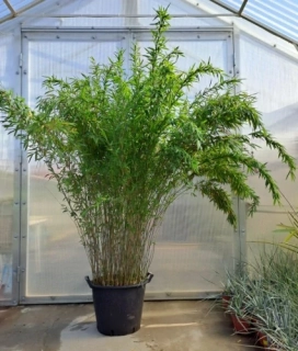Fargesia nitida "Volcano" 210cm