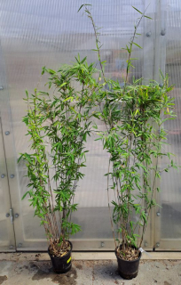 Fargesia nitida "Volcano" 110cm