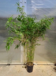 Fargesia rufa 100cm