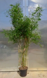 Fargesia rufa 140cm