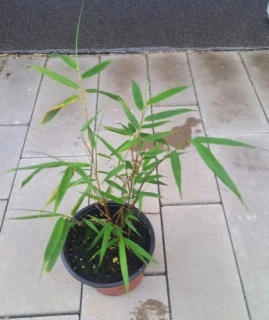 Fargesia scabrida "Asian Wonder" 60cm