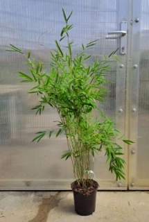 Fargesia Winter Joy 120cm