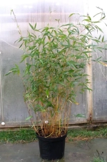 Phyllostachys atrovaginata 110cm